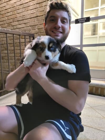 Gloria, a Miniature Australian Shepherd puppy from Pawrade