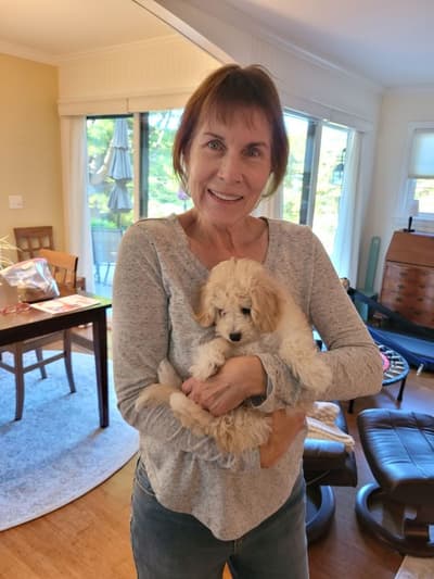 Hudson, a Malti Poo - Maltipoo puppy from Pawrade