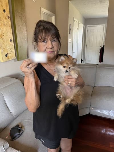 Caesar, a Pomeranian puppy from Pawrade