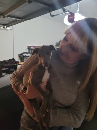 Claire, a Italian Greyhound puppy from Pawrade