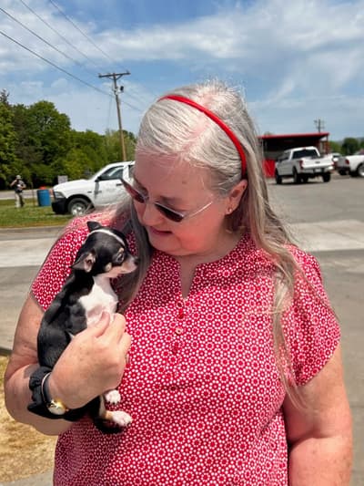 Hallie, a Chihuahua puppy from Pawrade