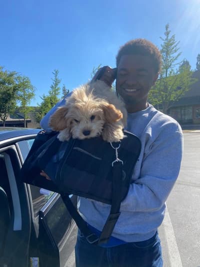 Zander, a Cavapoo puppy from Pawrade