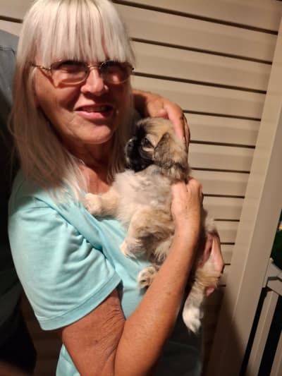 Chloe, a Pekingese puppy from Pawrade