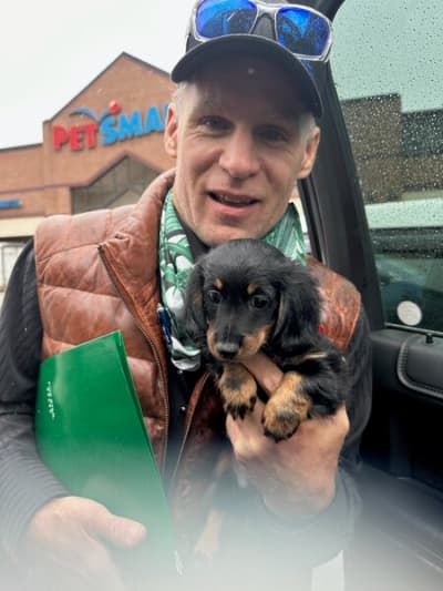 Wesley, a Dachshund, Mini puppy from Pawrade