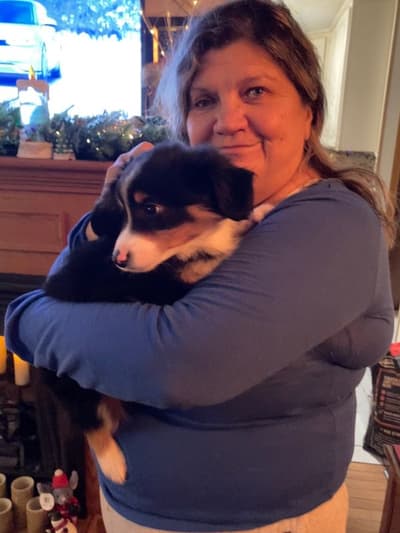 Happy, a Miniature Australian Shepherd puppy from Pawrade