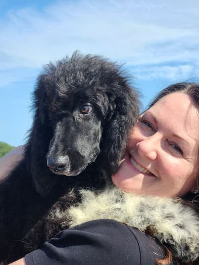 Sesame, a Poodle, Standard puppy from Pawrade