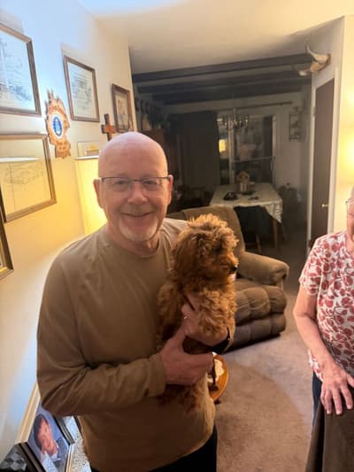 Pippa, a Poodle, Toy puppy from Pawrade