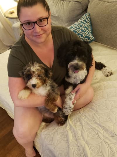 Sage, a Sheepadoodle puppy from Pawrade