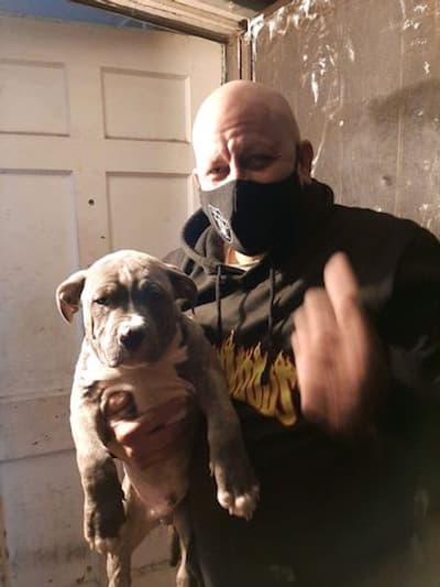 Brodie, a American Bully puppy from Pawrade