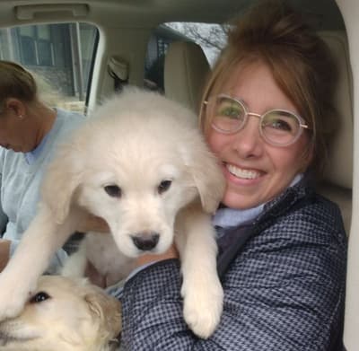 Jolene, a English Golden Retriever puppy from Pawrade