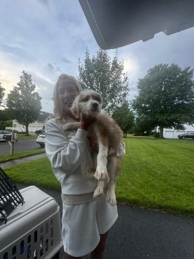 Darius, a Aussiedoodle puppy from Pawrade