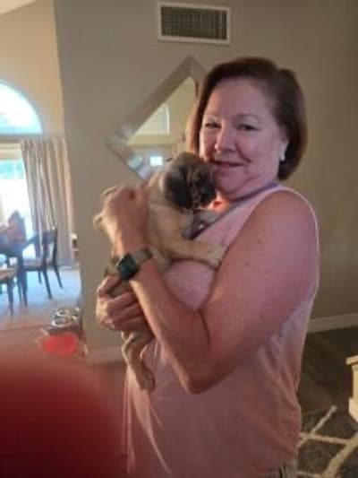 Morgan, a Puggle puppy from Pawrade