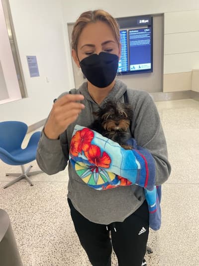 Gizmo, a Yorkshire Terrier - Yorkie puppy from Pawrade