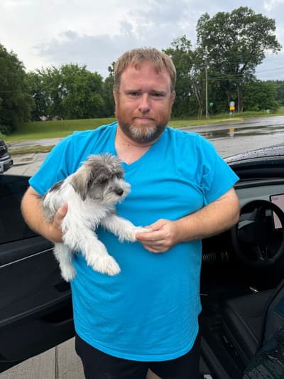 Dominic, a Schnauzer, Miniature puppy from Pawrade