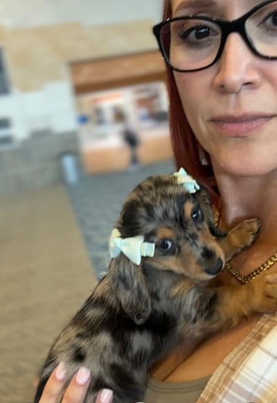 Marla, a Dachshund, Mini puppy from Pawrade