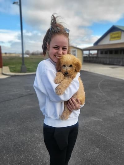 Bass, a Poodle, Standard puppy from Pawrade