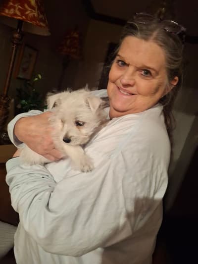 Nolan, a West Highland White Terrier - Westie puppy from Pawrade