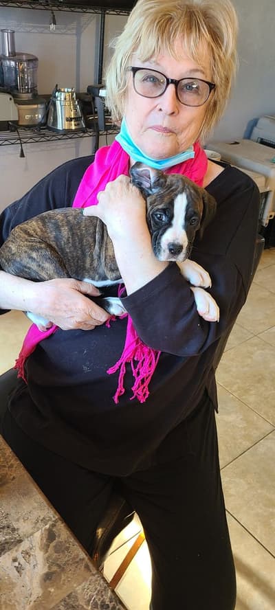 Ruby, a Boxer puppy from Pawrade