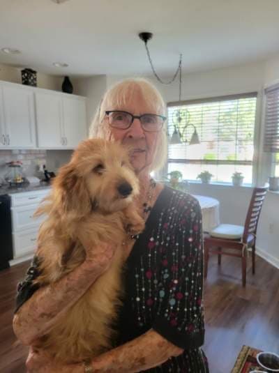 Cinnamon, a Dachshund, Wire puppy from Pawrade