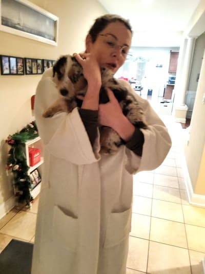 Zuri, a Australian Shepherd puppy from Pawrade