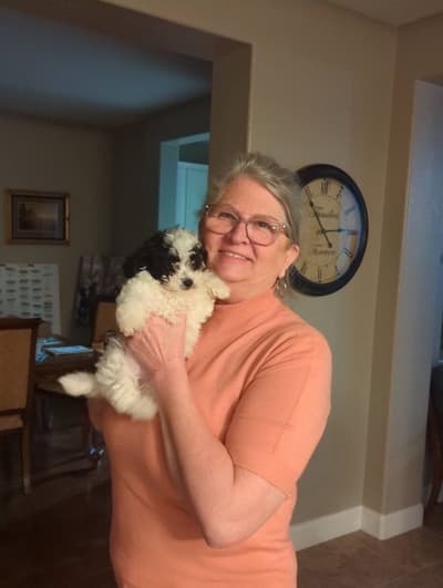 Holly, a Bich-Poo - Bichpoo puppy from Pawrade