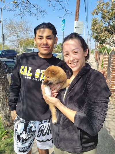 Yumi, a Shiba Inu puppy from Pawrade