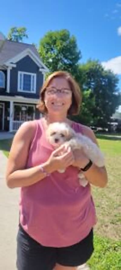 Ramen, a Shih-Poo - Shihpoo puppy from Pawrade