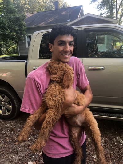 Bear, a Goldendoodle puppy from Pawrade