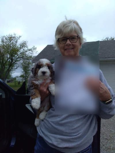 Whisper, a Bernedoodle, Mini puppy from Pawrade
