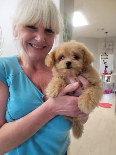 Diana, a Poma-Poo - Pomapoo puppy from Pawrade