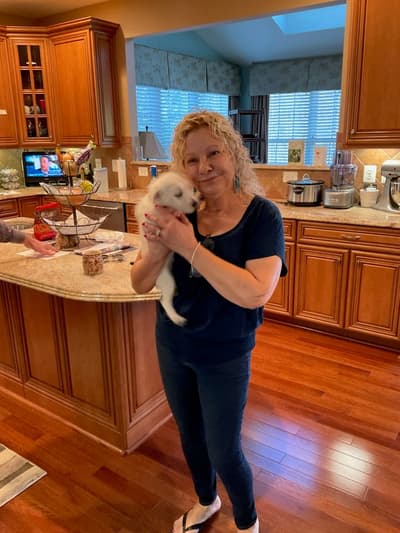 Bella, a West Highland White Terrier - Westie puppy from Pawrade