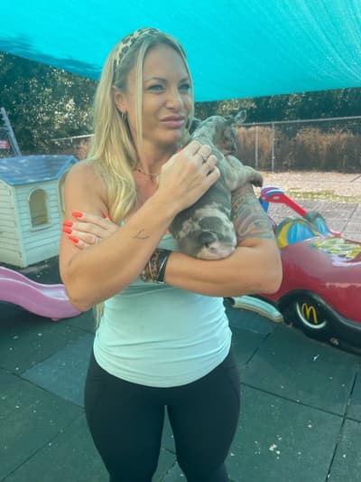 Rory, a French Bulldog puppy from Pawrade