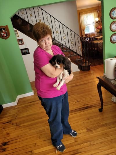 Tiger, a Cavalier King Charles Spaniel puppy from Pawrade