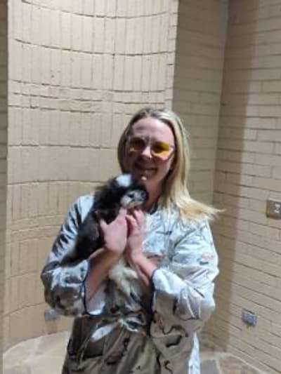 Nova, a Shih Tzu puppy from Pawrade