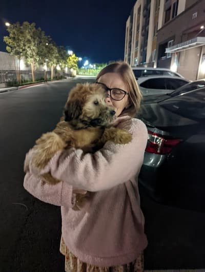 Susie, a Soft Coated Wheaten Terrier puppy from Pawrade