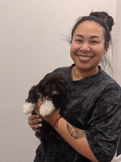 Leo, a Shih-Poo - Shihpoo puppy from Pawrade
