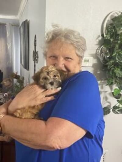 Missy, a Morkie / Yorktese puppy from Pawrade