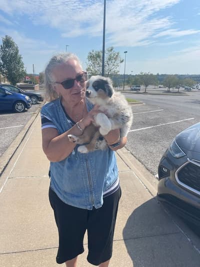 Arturo, a Miniature Australian Shepherd puppy from Pawrade