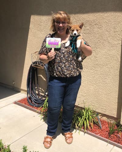 Eva, a Corgi, Pembroke Welsh puppy from Pawrade