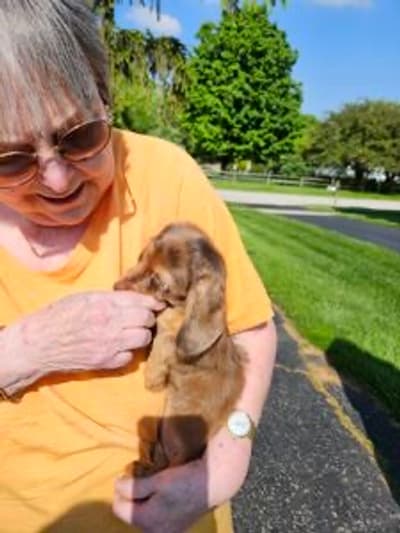 Marnie, a Dachshund, Mini puppy from Pawrade