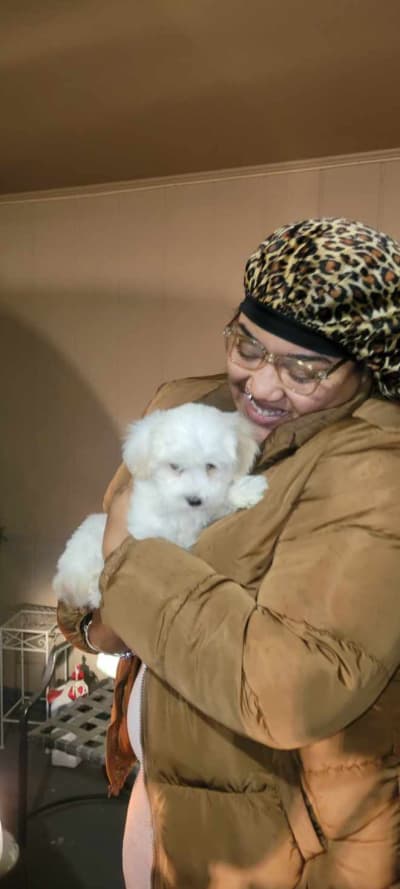 Cash, a Havanese puppy from Pawrade