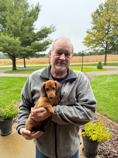 Dibby, a Dachshund, Tweenie puppy from Pawrade