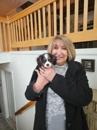 Onyx, a Cavalier King Charles Spaniel puppy from Pawrade