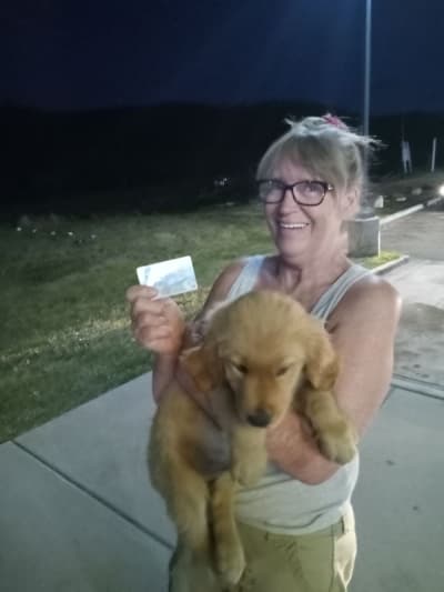 Norris, a Golden Retriever puppy from Pawrade