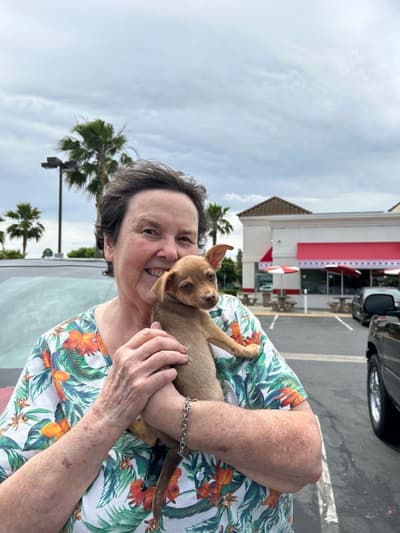 Caroline, a Chihuahua puppy from Pawrade