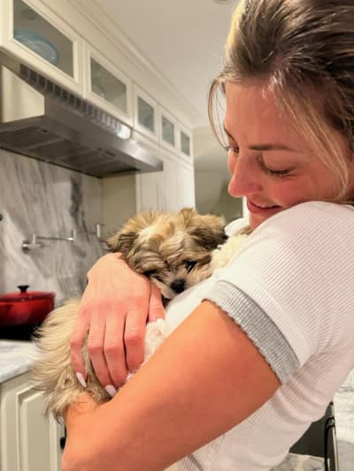 Owen, a Shih Tzu puppy from Pawrade