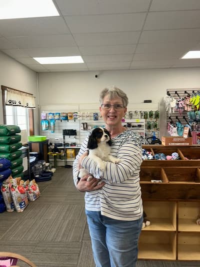 Leena, a Cavalier King Charles Spaniel puppy from Pawrade