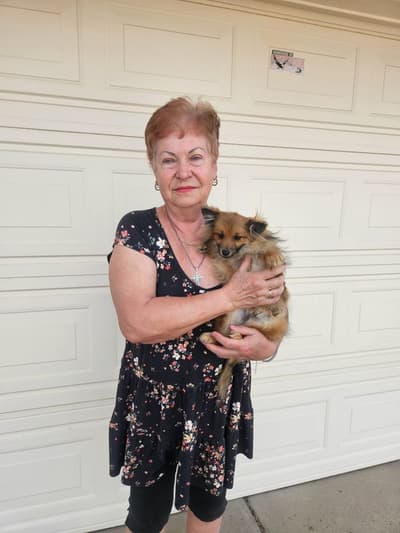 Ty, a Pomeranian puppy from Pawrade