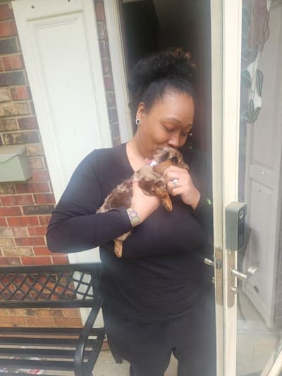 Bitsy, a Dachshund, Mini puppy from Pawrade
