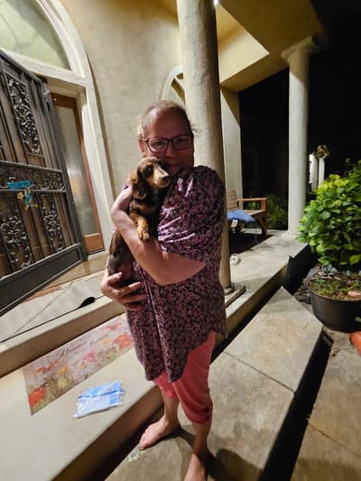 Zeus, a Dachshund, Mini puppy from Pawrade